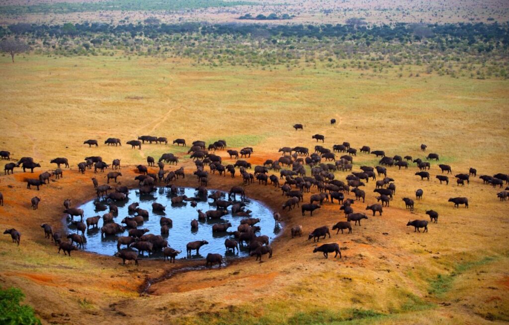 Tsavo-West-National-Park