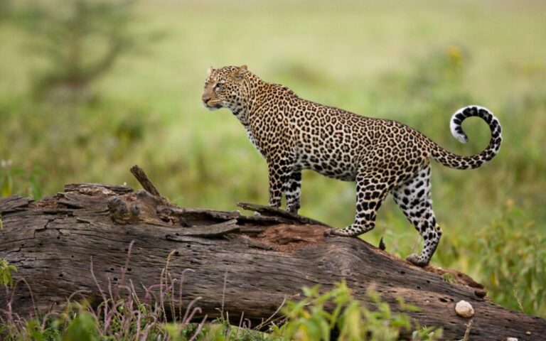 When Is the Best Time to Visit Kenya for Safari? It Depends on the Park