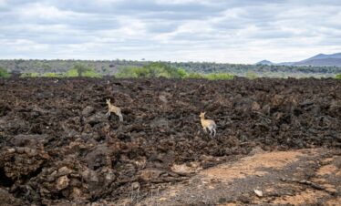 Tsavo-West-National-Park-Shetani-Lava-Flow