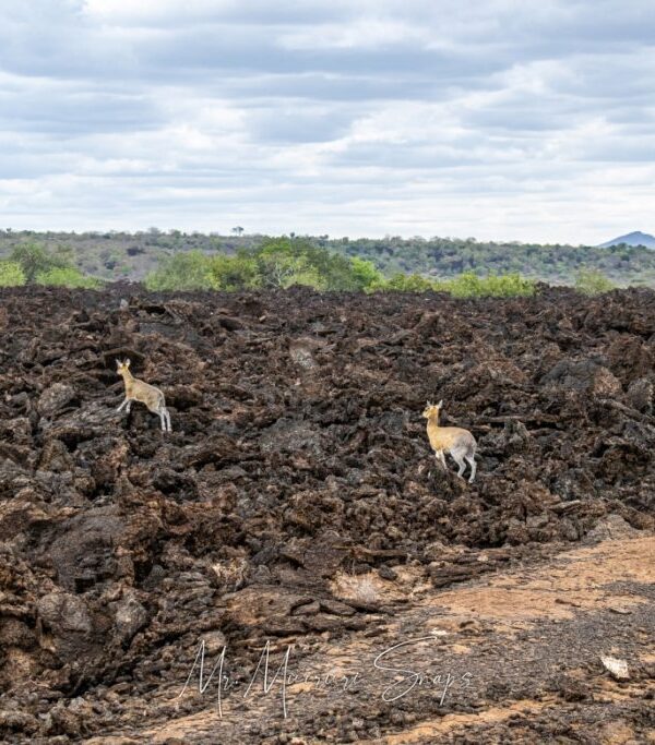 Tsavo-West-National-Park-Shetani-Lava-Flow