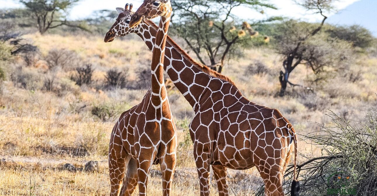 Samburu National Game Reserve