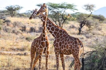 Samburu National Game Reserve