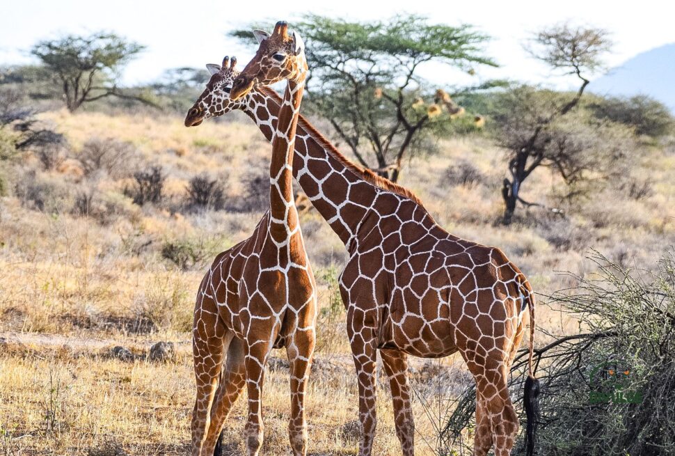Samburu National Game Reserve