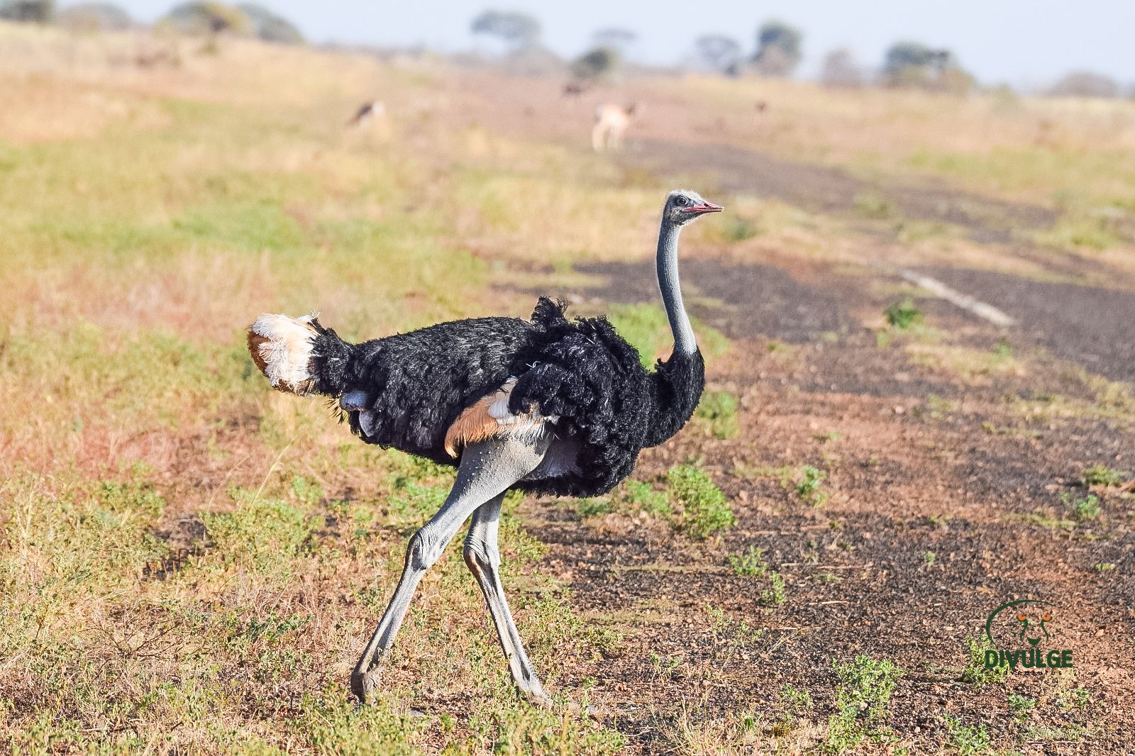 Somali ostrich in Samburu Game Reserve