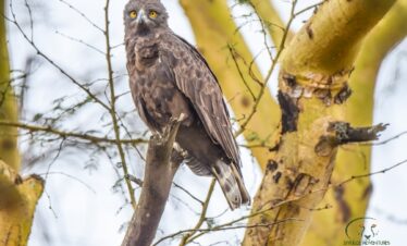 birding safaris
