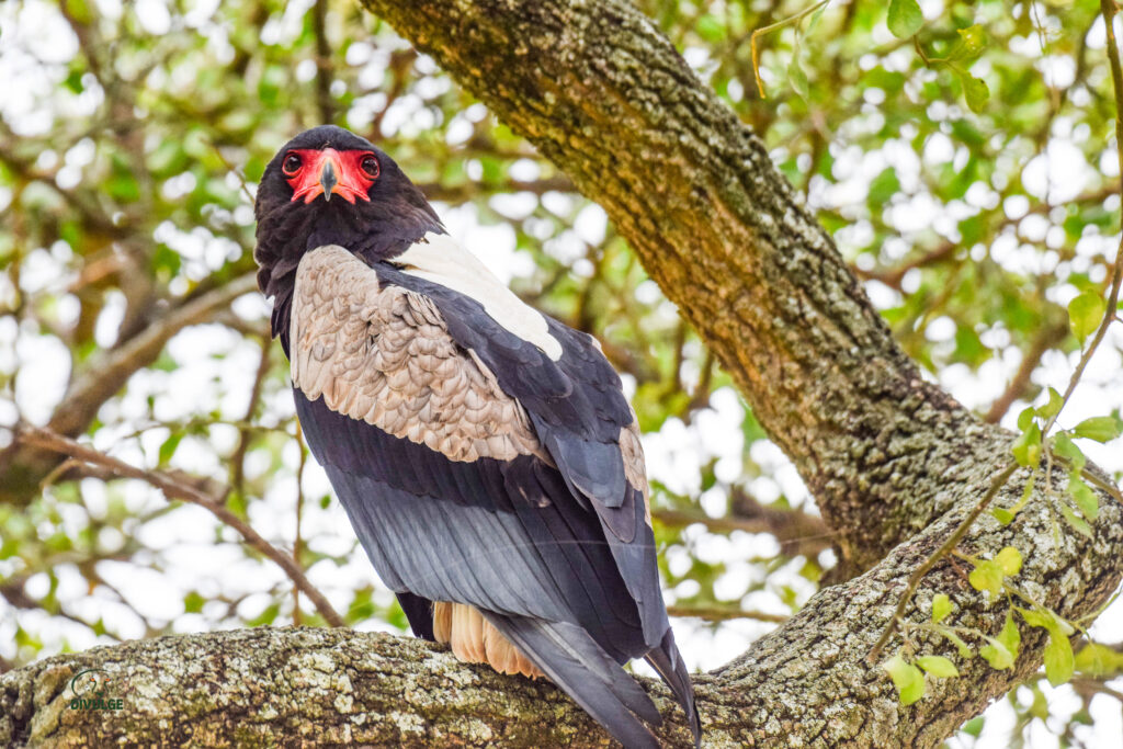 divulge adventures Kenya birding safari