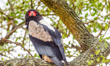 divulge adventures Kenya birding safari