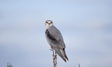divulge adventures Kenya birding safari