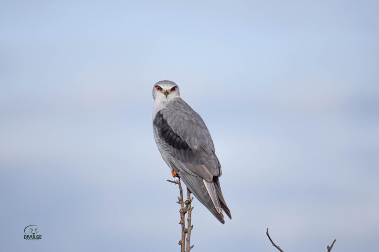 Kenya Birding Safari Routes Across Soda Lakes, Rainforest and Dry Northern Bush