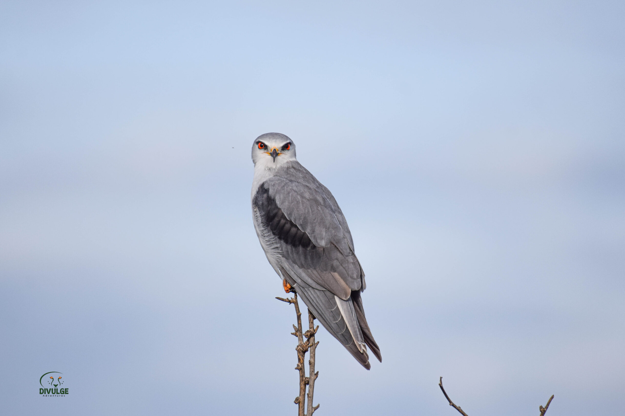 divulge adventures Kenya birding safari