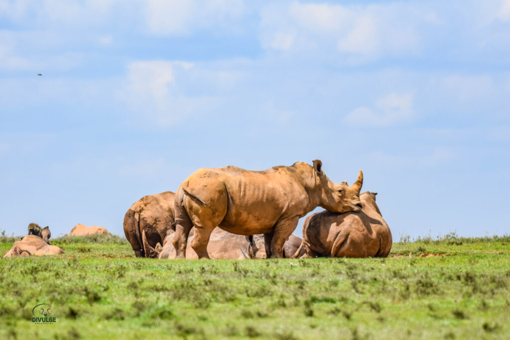 divulge_adventures_safari-98