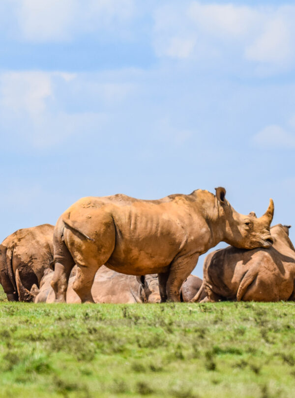 divulge_adventures_safari-98