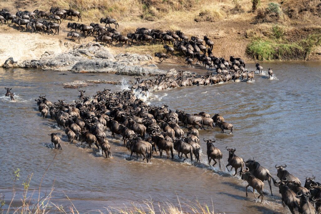 mara wildebeest migration safari