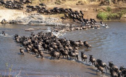 7 day Masai Mara river crossing safari: wildebeest herds of the Great Migration