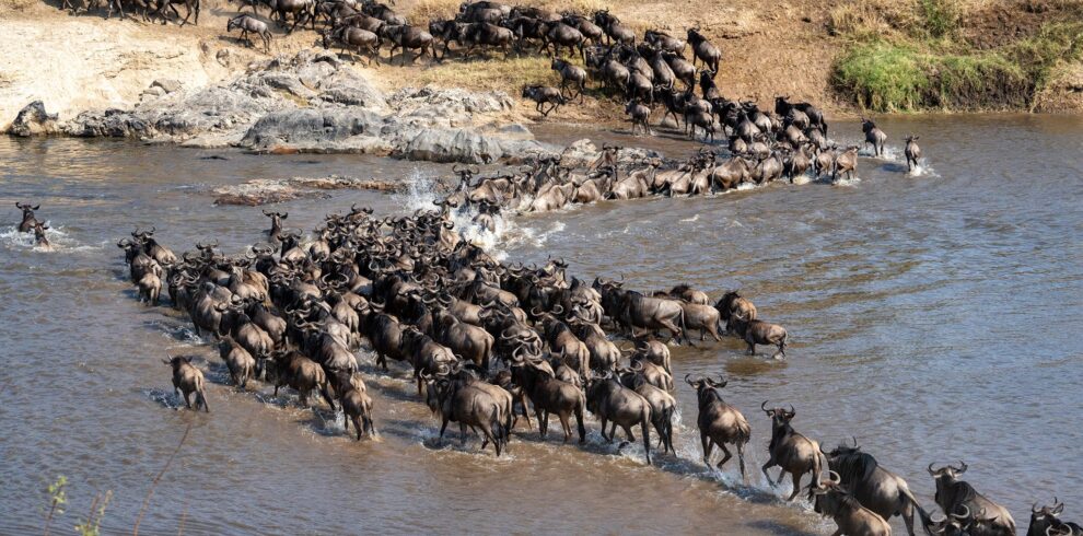 mara wildebeest migration safari