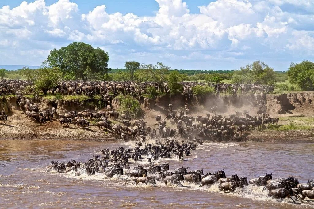 mara wildebeest migration