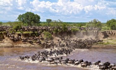 mara wildebeest migration