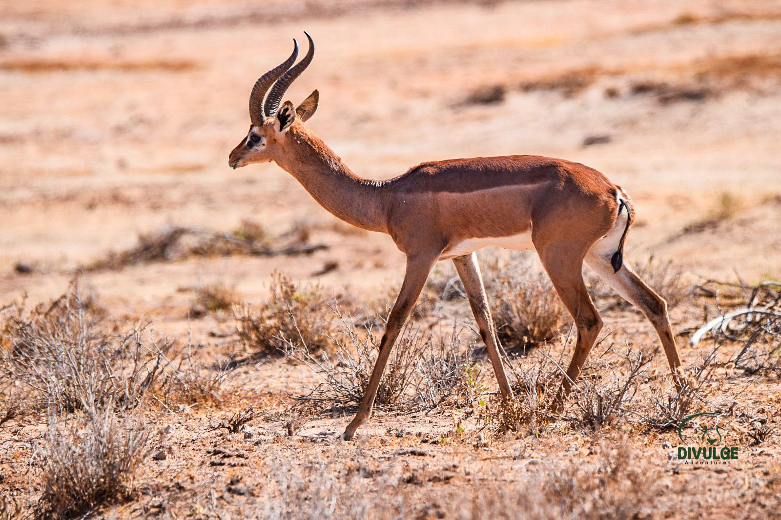 Samburu vs Masai Mara – gerenuk antelope in Samburu Game Reserve