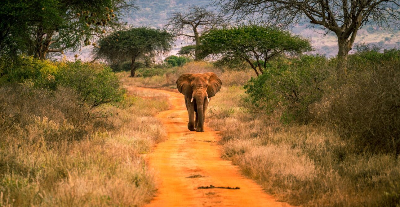 Tsavo West National Park