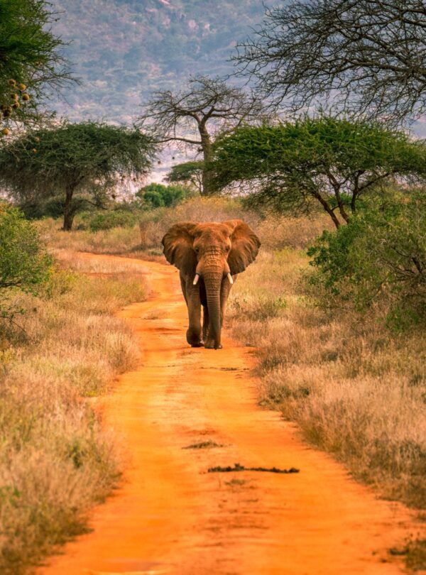 tsavo-west-national-park-kenya