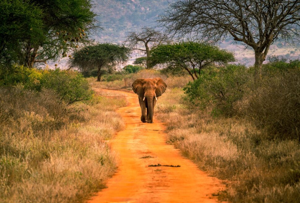 tsavo-west-national-park
