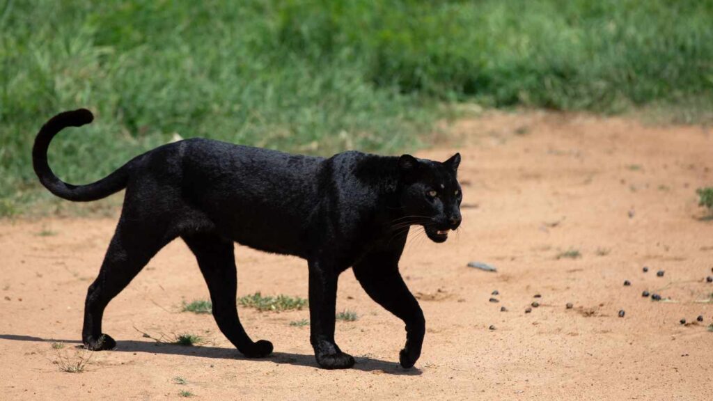 giza, black leopard, black panther, elusive black leopard