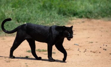 giza, black leopard, black panther, elusive black leopard