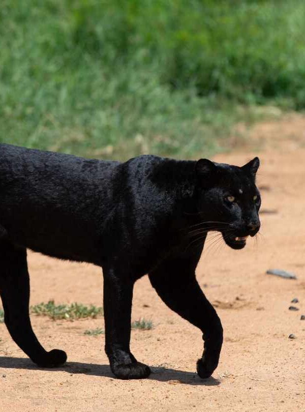 Elusive black leopard (black panther) in Laikipia, Kenya
