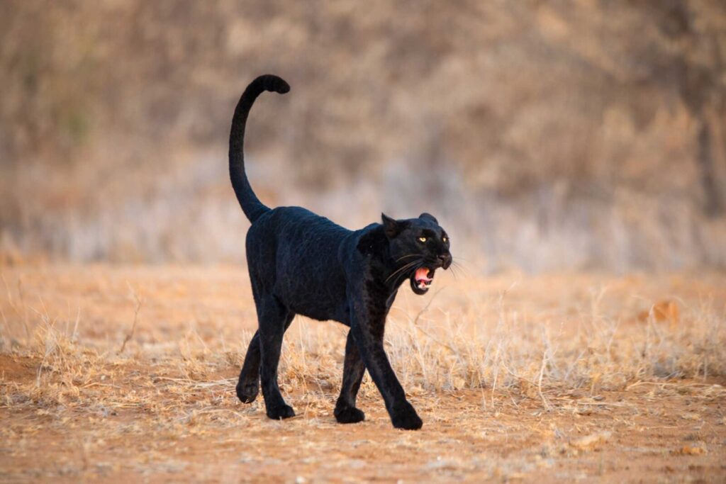 Ghost of Giza, Laikipia Wilderness