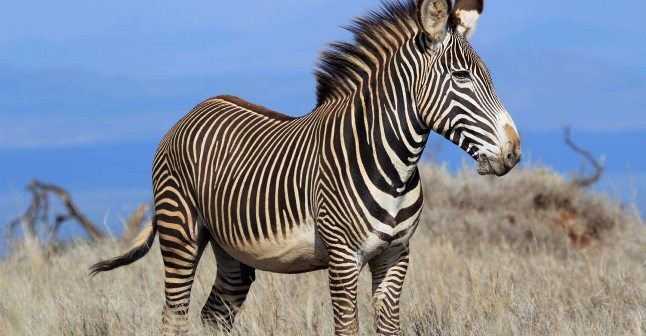 Lake Manyara National Park