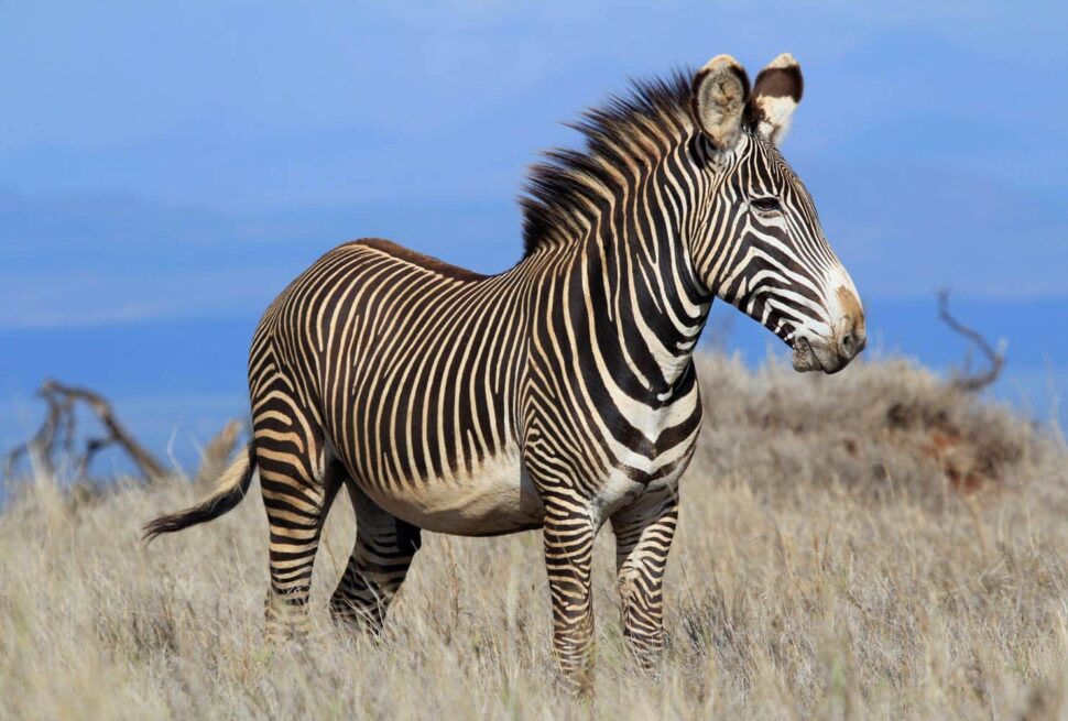 Lake Manyara National Park