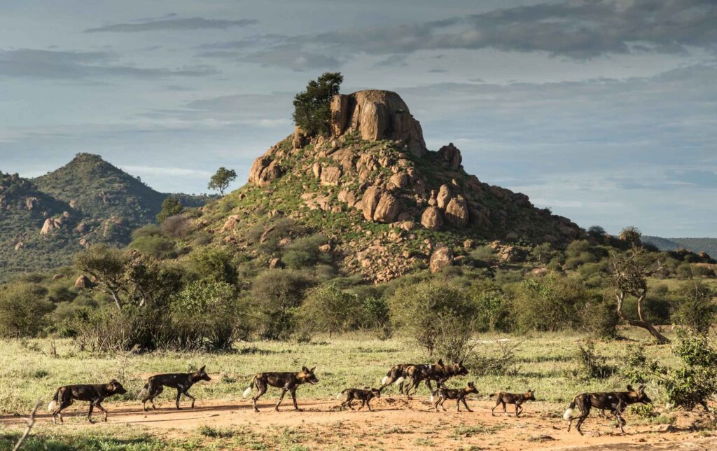 Laikipia Wilderness, Wild Dogs