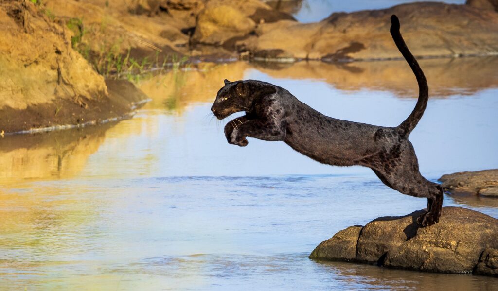 black leopard of Laikipia Wilderness