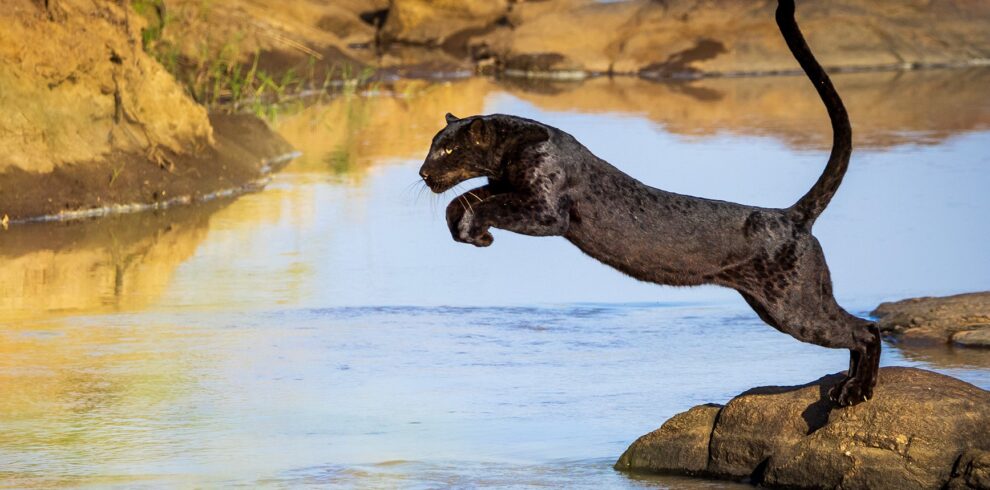 black leopard of Laikipia Wilderness