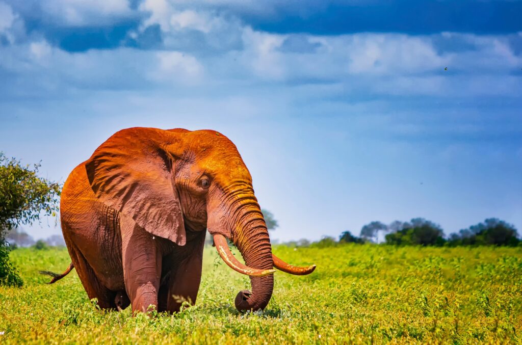 Red Elephants of Tsavo East National Park