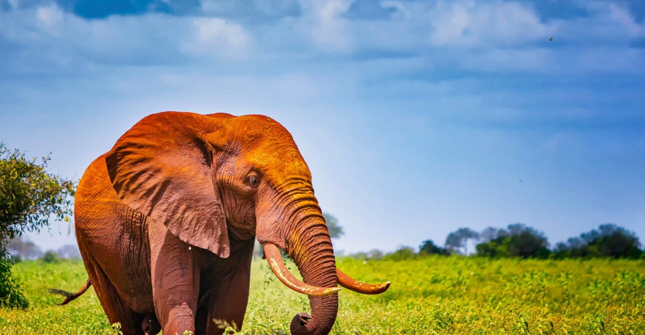 Tsavo East National Park Attractions
