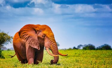 Red Elephants of Tsavo East National Park