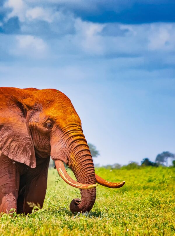 Red Elephants of Tsavo East National Park