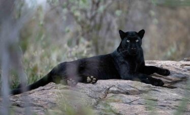 laikipia black leopard