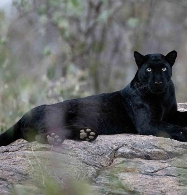 laikipia black leopard