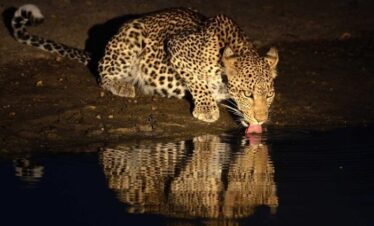 leopard night game drive special five and big five