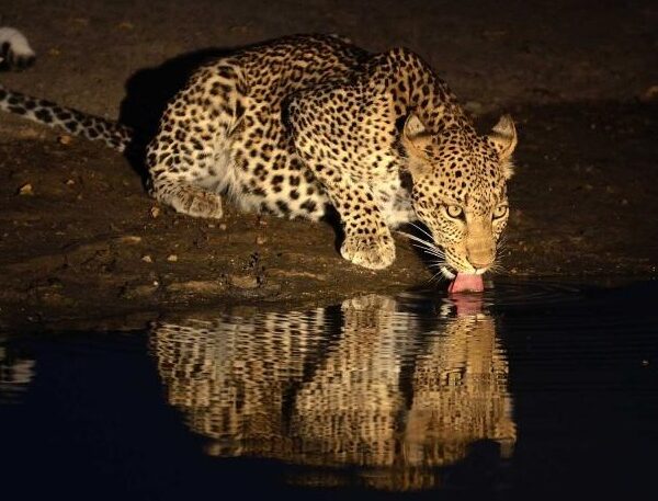 leopard night game drive special five and big five