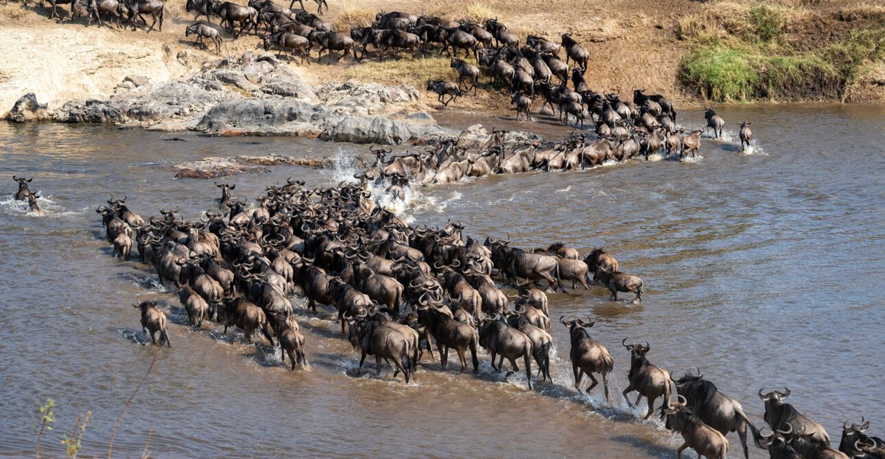 Serengeti National Park: Ultimate Guide to Africa’s Wilderness