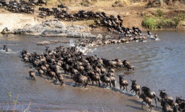 Magical Tanzania Wildebeest Migration Safari