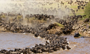 Wildebeest Migration Safari