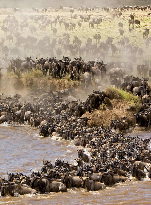 Wildebeest Migration Safari