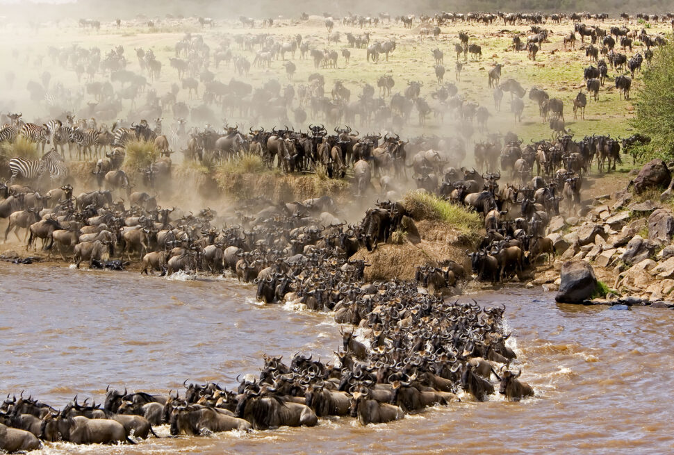 Wildebeest Migration Safari