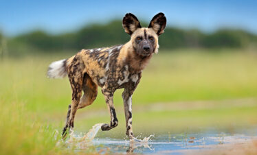 Lakipia Wilderness wild dog