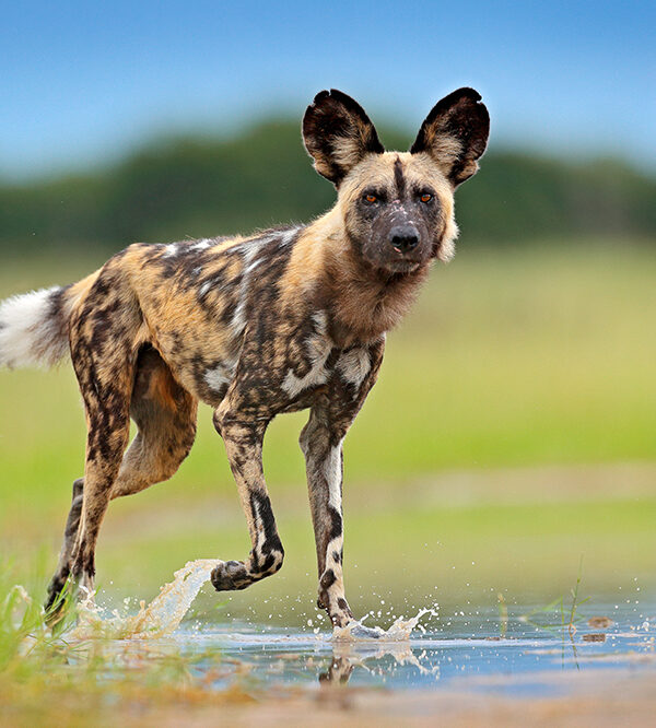 Lakipia Wilderness wild dog