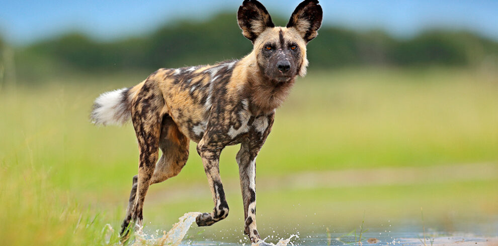 Lakipia Wilderness wild dog